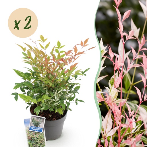 "Gartenpflanze - Nandina Twilight - Bunt & Rosa - 2 Pflanzen - Immergrün - Wenig Pflege - Topf 17cm Höhe 45cm image"