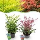 Gartenpflanze - Nandina Duo - Gelb & Rot - 2 Pflanzen - Immergrün - Pflegeleicht - Topf 17 cm Höhe 45 cm