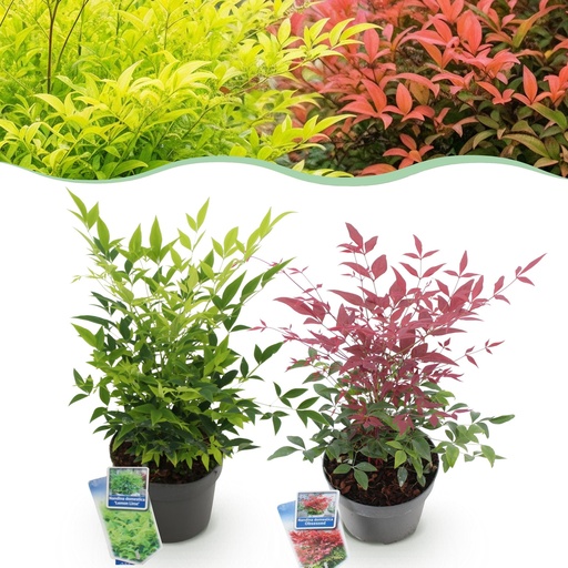 "Gartenpflanze - Nandina Duo - Gelb & Rot - 2 Pflanzen - Immergrün - Pflegeleicht - Topf 17 cm Höhe 45 cm image"