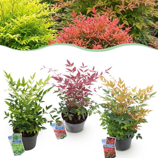 "Gartenpflanze - Nandina Tricolor - Gelb & Rot & Orange - 3 Pflanzen - Immergrün - Wenig Pflege - Topf 17cm Höhe 45cm image"