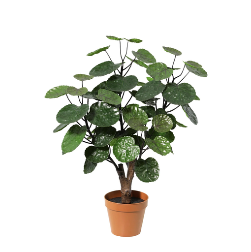 "Künstlicher Polyscias Fabian - 55cm image"