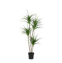 Künstliche Dracaena - 165cm