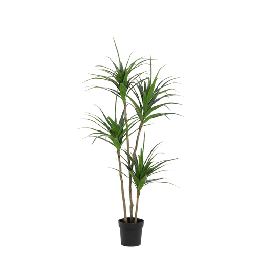 "Künstliche Dracaena - 165cm image"