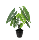 Künstliche Alocasia Polly - 40cm
