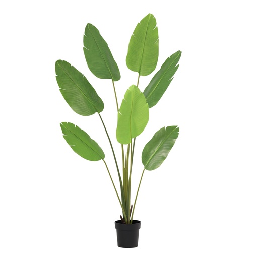 "Künstliche Strelitzia Nicolai - 170 cm image"