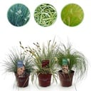 Ziergräser - 3 Pflanzen - Blau - Gelb - Grün - Immergrün - Winterhart - Topf 17cm Höhe 50cm