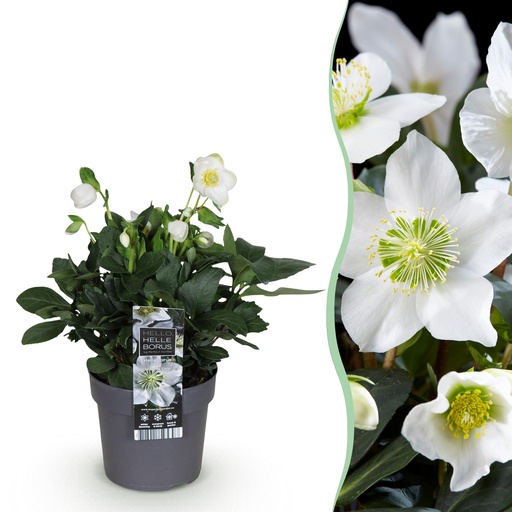 "Gartenpflanze - Weihnachtsrose - Helleborus Christmas Carol - Weiße Blüte - 1 Pflanze - Immergrün - Topf 14 cm Höhe 30 cm image"