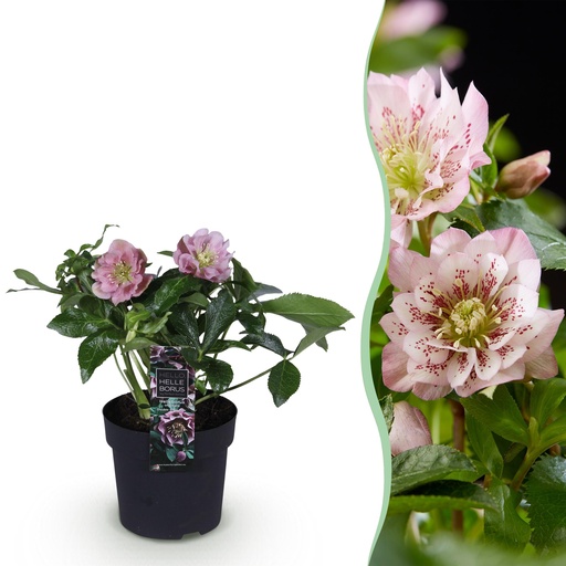"Lenzrose (Helleborus orientalis) – winterharte Staude, Höhe ca. 14 cm image"
