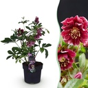 Gartenpflanze – Lenzrose – Helleborus orientalis Double Ellen Red – rote Blüte – 1 Pflanze – immergrün – Topf 14 cm, Höhe 35 cm