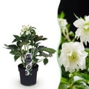 Gartenpflanze – Lenzrose – Helleborus orientalis Double Ellen White – weiße Blüte – 1 Pflanze – immergrün – Topf 14 cm, Höhe 35 cm