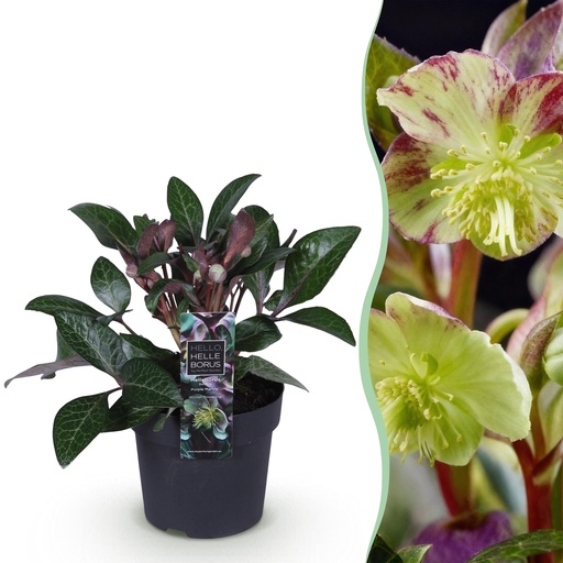 "Gartenpflanze – Lenzrose – Helleborus lividus Purple Marble – violette Blüte – 1 Pflanze – immergrün – Topf 14 cm, Höhe 35 cm image"
