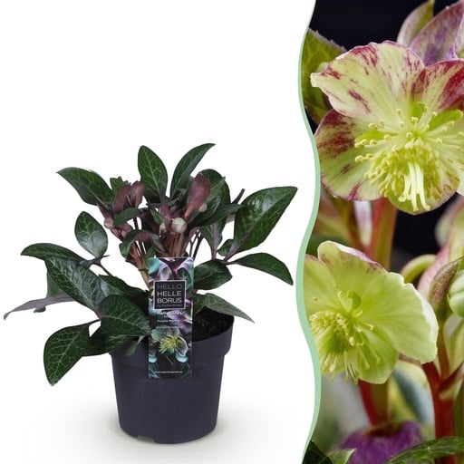 "Blaugrüne Nieswurz (Helleborus lividus) – winterharte Staude, Höhe ca. 14 cm image"