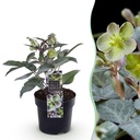Gartenpflanze - Lenzrose Helleborus sternii Silver Dollar - Grüne Blume - 1 Pflanze - Immergrün - Topf 14cm Höhe 35cm
