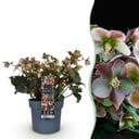 Gartenpflanze - Lenzrose - Helleborus Angels Glow - Rosa Blüte - Immergrün - Topf 19cm Höhe 50cm