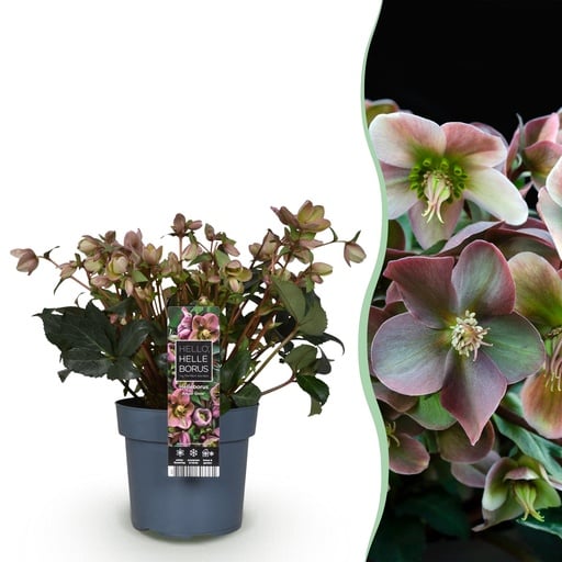 "Gartenpflanze - Lenzrose - Helleborus Angels Glow - Rosa Blüte - Immergrün - Topf 19cm Höhe 50cm image"