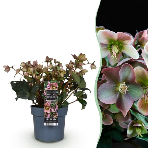 "Nieswurz 'Angels Glow' (Helleborus) – winterharte Staude, Topf-Ø 19 cm, Höhe ca. 50 cm image"