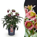 Gartenpflanze - Lenzrose - Helleborus Dacaya - Rosa Blüte - Immergrün - Topf 19cm Höhe 50cm