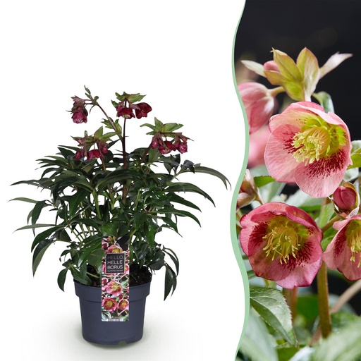 "Gartenpflanze - Lenzrose - Helleborus Dacaya - Rosa Blüte - Immergrün - Topf 19cm Höhe 50cm image"