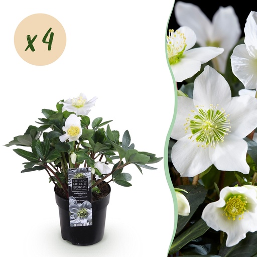 "Gartenpflanze - Weihnachtsrose - Helleborus Christmas Carol - Weiße Blüte - 4 Pflanzen - Immergrün - Topf 10,5cm Höhe 25cm image"