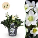 Gartenpflanze - Weihnachtsrose - Helleborus Christmas Carol - Weiße Blüte - 2 Pflanzen - Immergrün - Topf 17cm Höhe 35cm