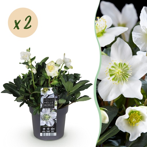 "Gartenpflanze - Weihnachtsrose - Helleborus Christmas Carol - Weiße Blüte - 2 Pflanzen - Immergrün - Topf 17cm Höhe 35cm image"