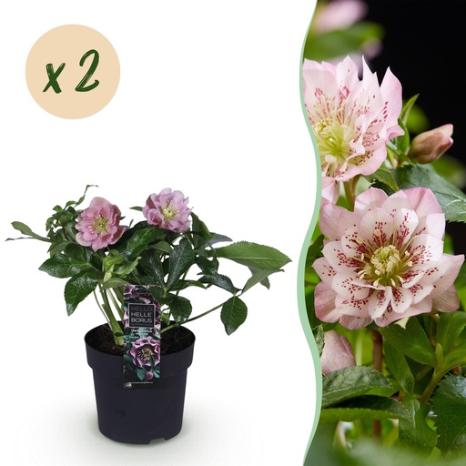 "Gartenpflanze - Lenzrose - Helleborus orientalis Double Ellen Pink - Rosa Blüte - 2 Pflanzen - Immergrün - Topf 14cm Höhe 35cm image"