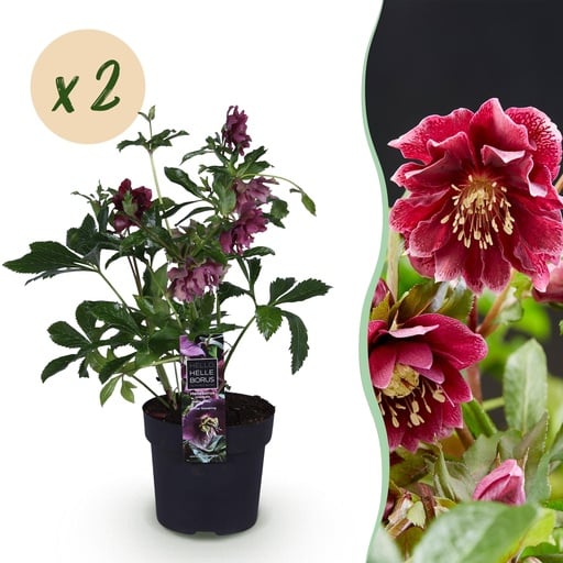 "Lenzrose 'Double Ellen Red' 2er-Set (Helleborus orientalis) – winterharte Staude, Topf-Ø 14 cm, Höhe ca. 35 cm image"