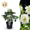 Gartenpflanze - Lenzrose - Helleborus orientalis Double Ellen White - Weiße Blüte - 2 Pflanzen - Immergrün - Topf 14cm Höhe 35cm