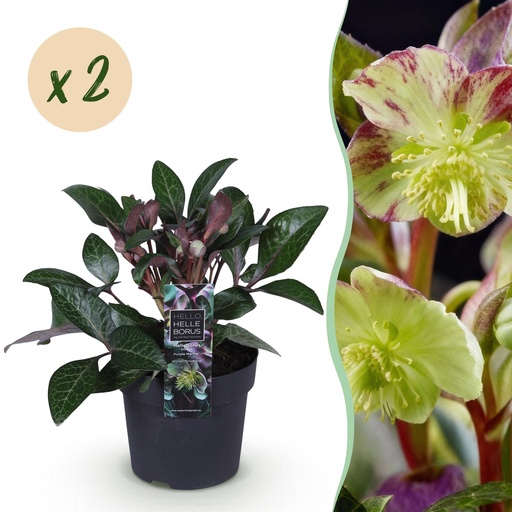"Gartenpflanze - Lenzrose - Helleborus lividus Purple Marble - Lila Blüte - 2 Pflanzen - Immergrün - Topf 14cm Höhe 35cm image"