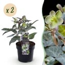 Gartenpflanze - Fastenrose - Helleborus sternii Silver Dollar - Grüne Blüte - 2 Pflanzen - Immergrün - Topf 14cm Höhe 35cm