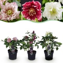 Gartenpflanze - Lentenrose - Helleborus orientalis Double Tricolour - Rosa - Rot - Weiße Blüte - 1 Pflanze - Immergrün - Topf 14cm Höhe 35cm