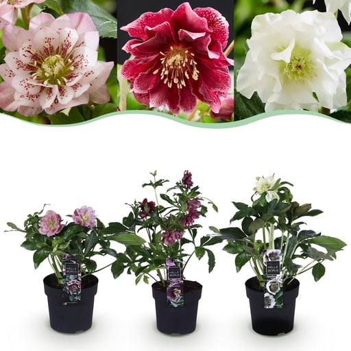 "Lenzrose (Helleborus orientalis) – winterharte Staude, Höhe ca. 14 cm image"
