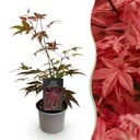 Gartenpflanze - Acer palmatum Atropurpureum - Lila - 1 Pflanze - Laubabwerfend - Wenig Pflege - Topf 12cm Höhe 35cm