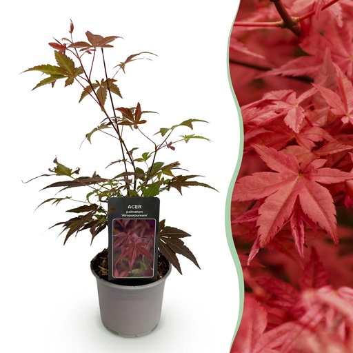 "Roter Fächerahorn (Acer palmatum) – winterharter Zierstrauch, Höhe ca. 12 cm image"