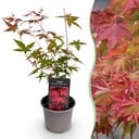 Gartenpflanze - Acer palmatum Beni-maiko - Rot - 1 Pflanze - Laubabwerfend - Wenig Pflege - Topf 12cm Höhe 35cm