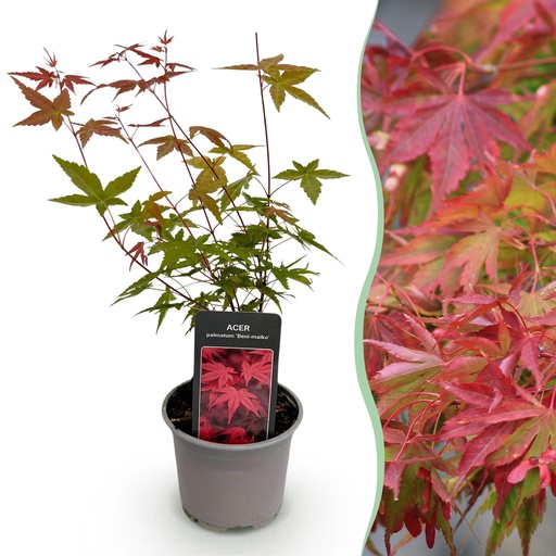 "Gartenpflanze - Acer palmatum Beni-maiko - Rot - 1 Pflanze - Laubabwerfend - Wenig Pflege - Topf 12cm Höhe 35cm image"