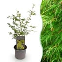 Gartenpflanze - Acer palmatum Emerald Lace - Grün - 1 Pflanze - Laubabwerfend - Pflegeleicht - Topf 12cm Höhe 35cm