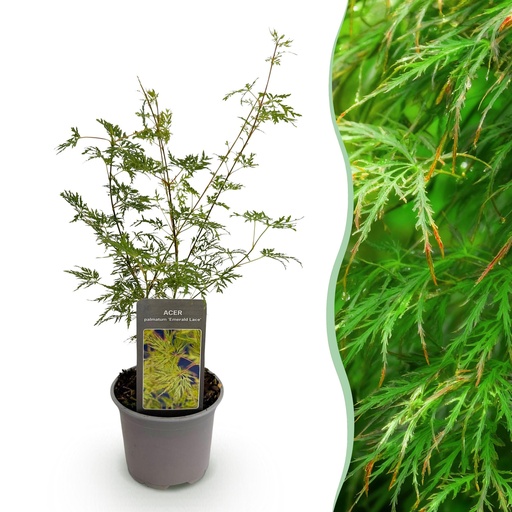 "Gartenpflanze - Acer palmatum Emerald Lace - Grün - 1 Pflanze - Laubabwerfend - Pflegeleicht - Topf 12cm Höhe 35cm image"