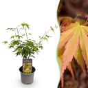Gartenpflanze - Acer palmatum Katsura - Orange - 1 Pflanze - Laubabwerfend - Wenig Pflege - Topf 12cm Höhe 35cm