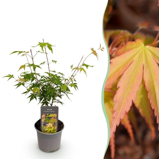 "Fächerahorn (Acer palmatum) – winterharter Zierstrauch, Höhe ca. 12 cm image"
