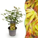 Gartenpflanze - Acer palmatum Little Princess - Grün - 1 Pflanze - Laubabwerfend - Wenig Pflege - Topf 12cm Höhe 35cm