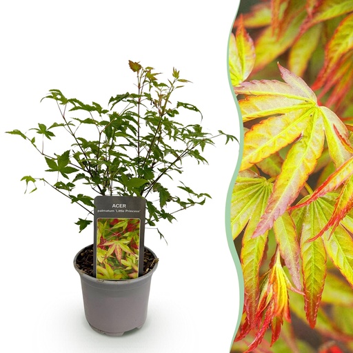 "Gartenpflanze - Acer palmatum Little Princess - Grün - 1 Pflanze - Laubabwerfend - Wenig Pflege - Topf 12cm Höhe 35cm image"