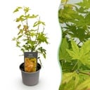 Gartenpflanze - Acer palmatum Orange Dream - Orange - 1 Pflanze - Laubabwerfend - Wenig Pflege - Topf 12cm Höhe 35cm