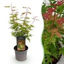 Gartenpflanze - Acer palmatum Phoenix - Rosa - 1 Pflanze - Laubabwerfend - Wenig Pflege - Topf 12cm Höhe 35cm