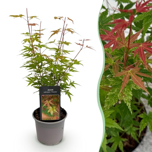 "Gartenpflanze - Acer palmatum Phoenix - Rosa - 1 Pflanze - Laubabwerfend - Wenig Pflege - Topf 12cm Höhe 35cm image"
