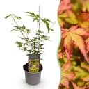 Gartenpflanze - Acer palmatum Sangokaku - Grün - 1 Pflanze - Laubabwerfend - Wenig Pflege - Topf 12cm Höhe 35cm