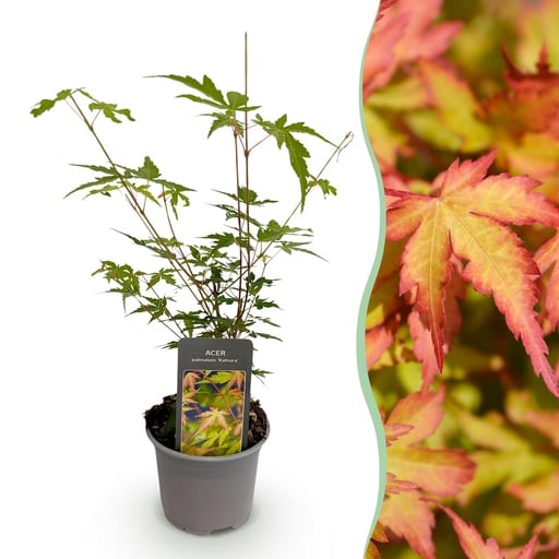 "Gartenpflanze - Acer palmatum Sangokaku - Grün - 1 Pflanze - Laubabwerfend - Wenig Pflege - Topf 12cm Höhe 35cm image"