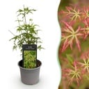 Gartenpflanze - Acer palmatum Seiryu - Grün - 1 Pflanze - Laubabwerfend - Wenig Pflege - Topf 12cm Höhe 35cm