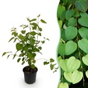 Gartenpflanze - Cercidiphyllum japonicum - Grün - 1 Pflanze - Laubabwerfend - Pflegeleicht - Topf 12cm Höhe 35cm