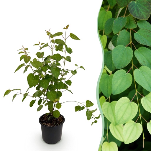 "Gartenpflanze - Cercidiphyllum japonicum - Grün - 1 Pflanze - Laubabwerfend - Pflegeleicht - Topf 12cm Höhe 35cm image"